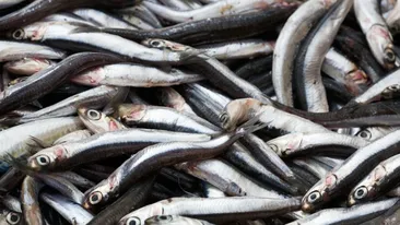 De necrezut! Ce a putut găsi o femeie din Iași într-o caserolă cu hamsie