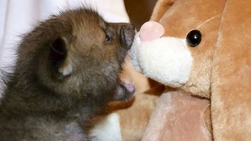 Există ceva mai drăguţ decât această vulpe care doarme cu un animal de pluş?