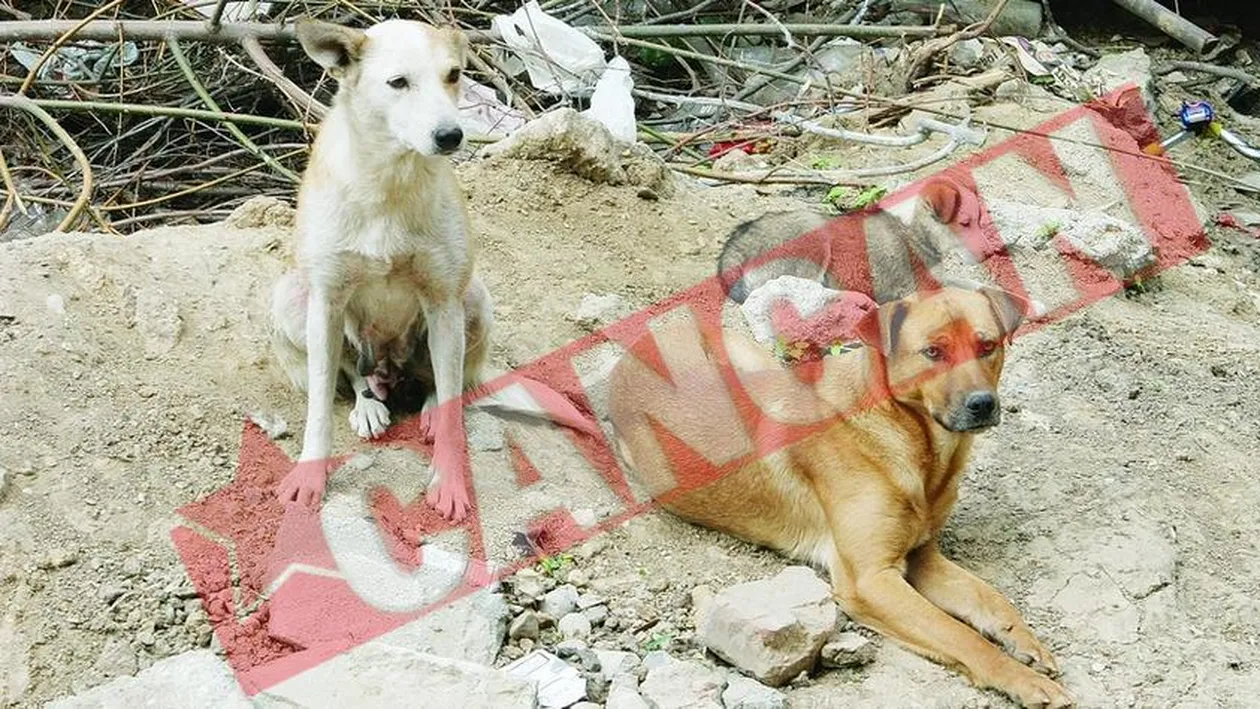 Pantofi pentru copii, din piele de caine comunitar