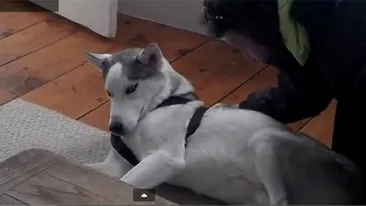 Reactia CIUDATA a acestui caine, cand stapanul ii cere sa intre in cusca! Toti au ramas uimiti: Vorbeste?