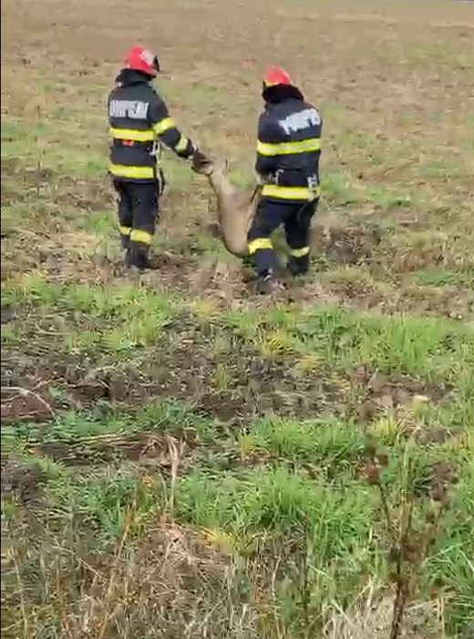Operațiune de salvare emoționantă! Pompierii din Arad au scos o căprioară care era captivă într-un canal