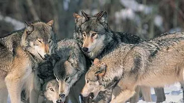 Copilul de 2 ani disparut, cautat de peste 250 de persoane intr-o padure unde sunt lupi