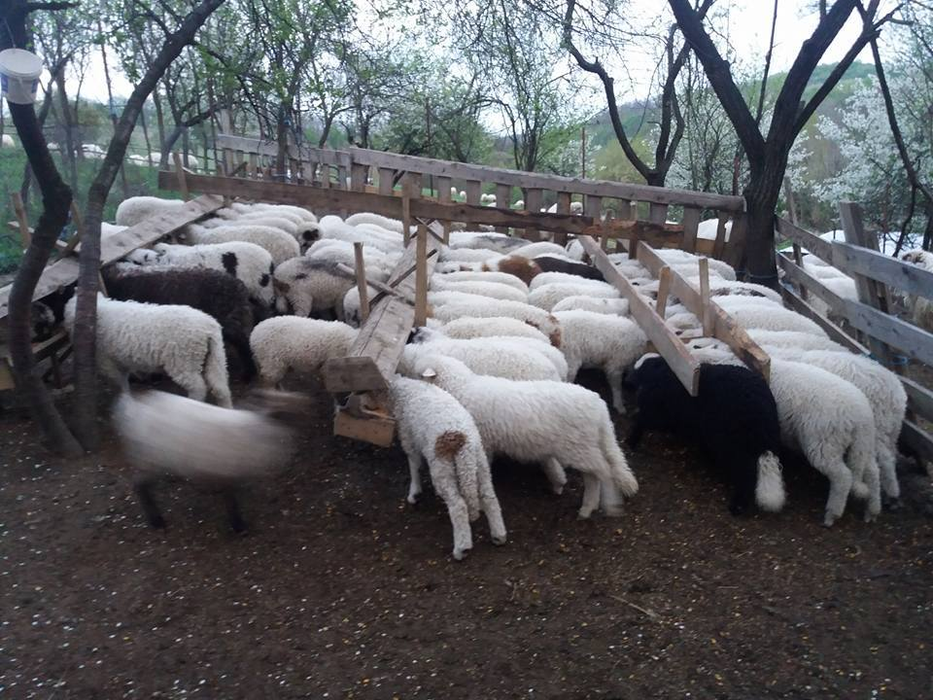 Decizie halucinantă luată de soţul gravidei care s-a sinucis! A facut anuntul pe Facebook: „Urgent!”