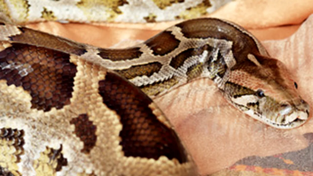 Politistii cauta un sarpe boa de trei metri si 20 de kilograme!