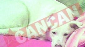 Biggy si Ledy, prietene la catarama din tinerete