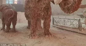 Galerie foto - poza 3