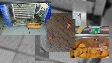 Dezgustător! Amenzi uriașe la Trattoria Monza, după ce s-au descoperit gândaci şi mâncare ţinută pe jos în bucătărie. VIDEO