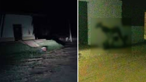 Bestia ciudata pe care nimeni nu si-o poate explica. Iata unde a aparut: ‘Era pe jumatate om, pe jumatate animal!’ VIDEO