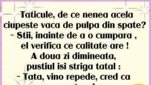 BANCUL ZILEI | De ce se ciupesc vacile de pulpa din spate?