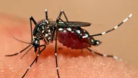 După doar o săptămână de la primul caz de Zika în România, un al doilea a fost confirmat! Un copil de 10 ani s-a infectat în Guyana Franceză