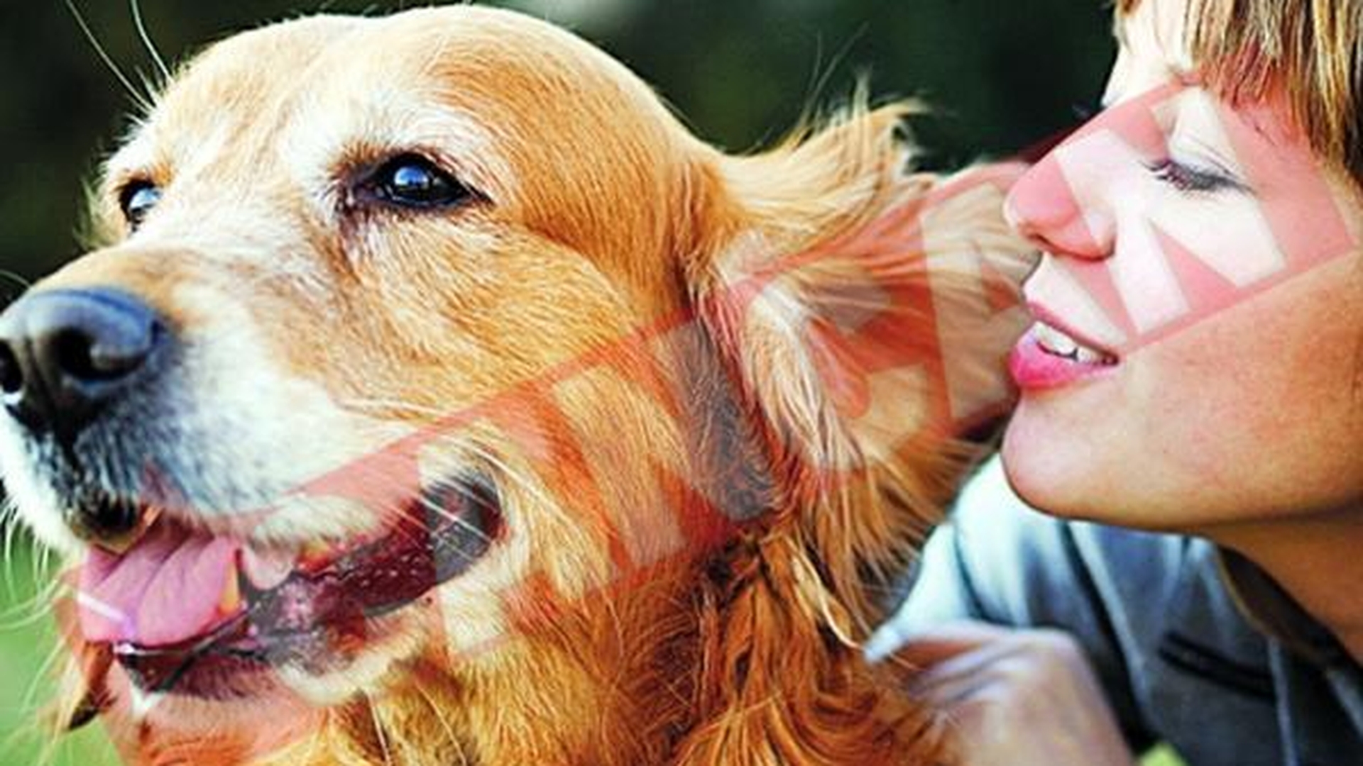 Animalele de companie va pot feri de boli