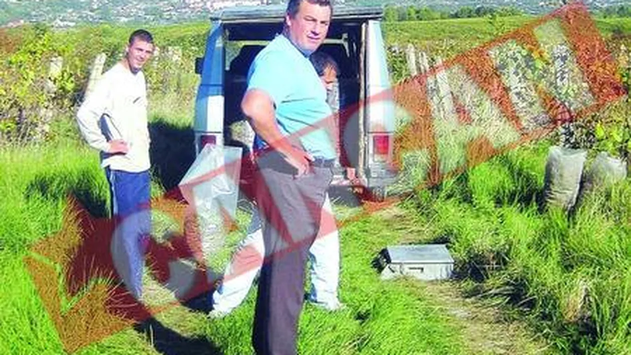 Ultimele hectare cu Galbena de Odobesti, arendate