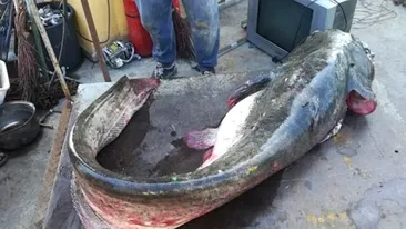 Asta da lovitură! Un pescar din Satu Mare a prins un somn de 75 de kg! Unde l-a expus + Povestea de necrezut VIDEO