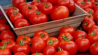 Nimeni nu stia asta pana acum! Rosia care te poate contamina cu pesticide! Nu mai manca tomate tuguiate!