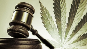 Mai sunt mai putin de doua luni pana cand visele ar putea deveni realitate. Marijuana, drog legal in Romania?!