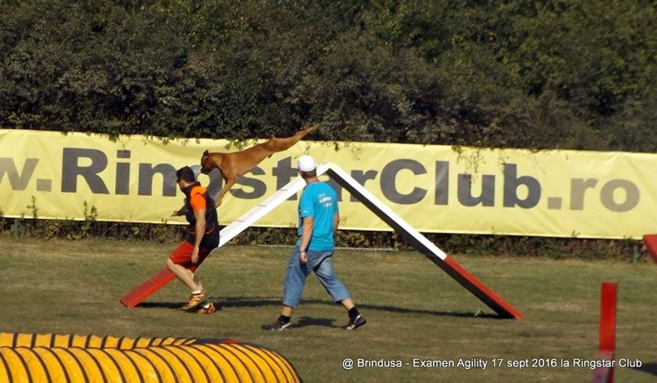 Skip, la competiții