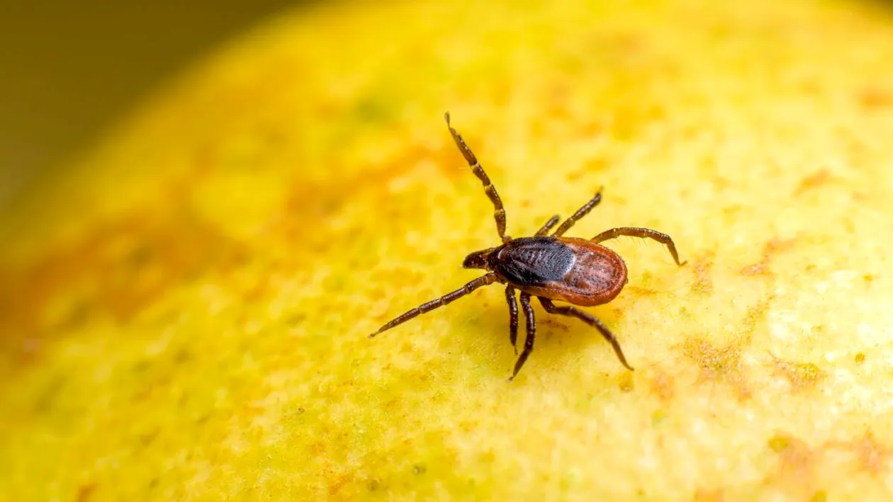 Cum prinzi căpușele înainte să se urce pe tine, la iarbă verde. Trucul util pentru părinți și copii