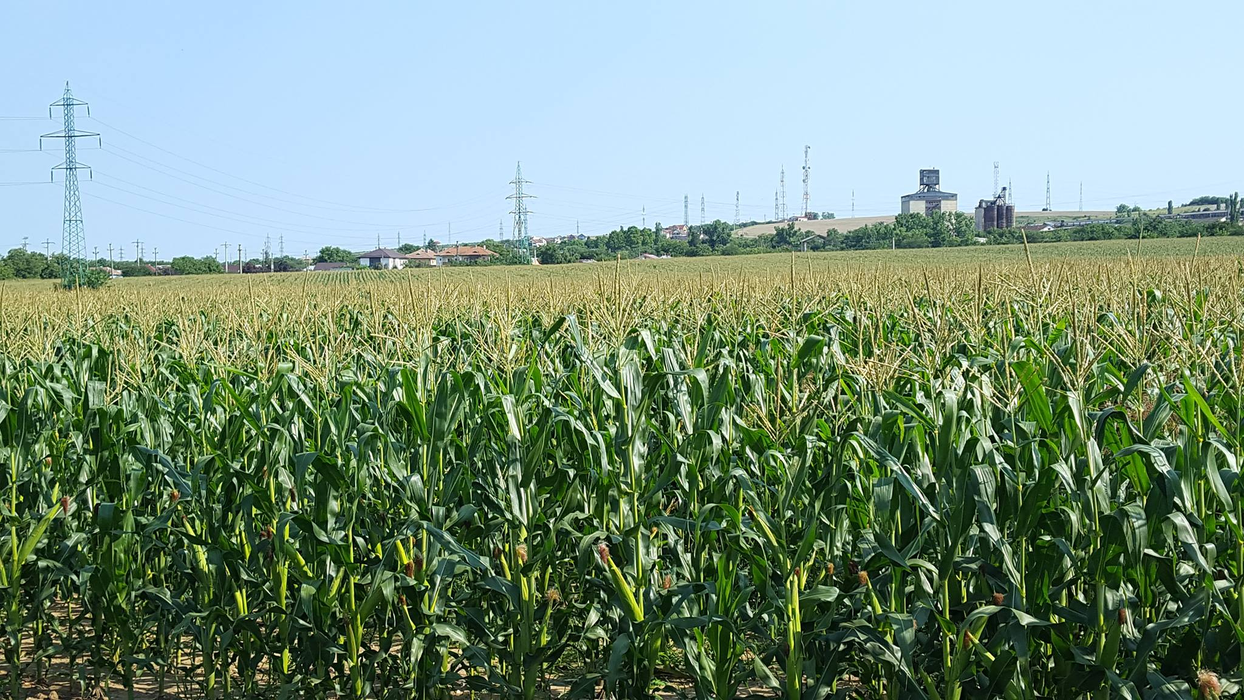 La Stațiunea de la Șimnic sunt create soiuri ameliorate pentru zona țării noastre