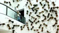 O altfel de artă. Personalul de curăţenie de la o galerie din Amsterdam a primit ordin să lase insectele să se ”dezlănţuie” în numele artei