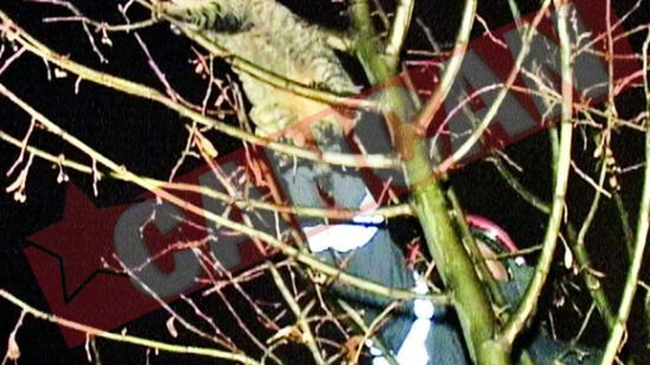 "Pisica terorista"e revendicata de stapana sa