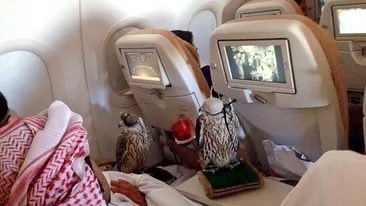 Acest prinţ din Arabia Saudită a cheltuit o mică avere pentru a le cumpăra locuri în avion celor 80 de şoimi ai săi. Imaginea a devenit virală