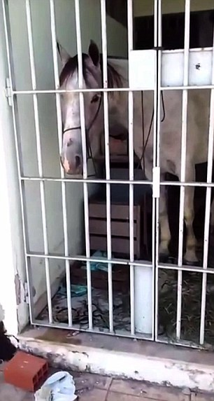 Cel mai ridicol arest făcut vreodată! Poliţiştii au băgat după gratii un cal. Ce făcuse atât de teribil animalul