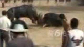 VIDEO CRUZIME FARA LIMITA! Luptele intre tauri a devenit sport national!