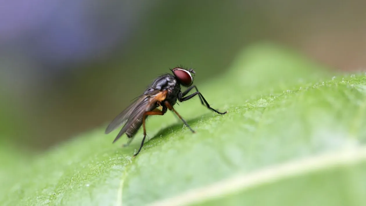 Alimentele care te scapă de muște și gândaci. Așa scapi rapid de insectele nedorite