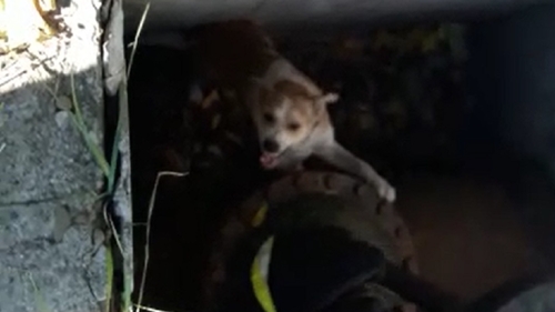VIDEO. Misiune inedită a pompierilor prahoveni. S-au chinuit mai bine de o oră să scoată un câine dintr-un canal