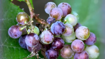 Beneficiile strugurilor. Pot preveni cancerul, bolile de inimă, constipaţia, dar ajută şi la tratarea acneei