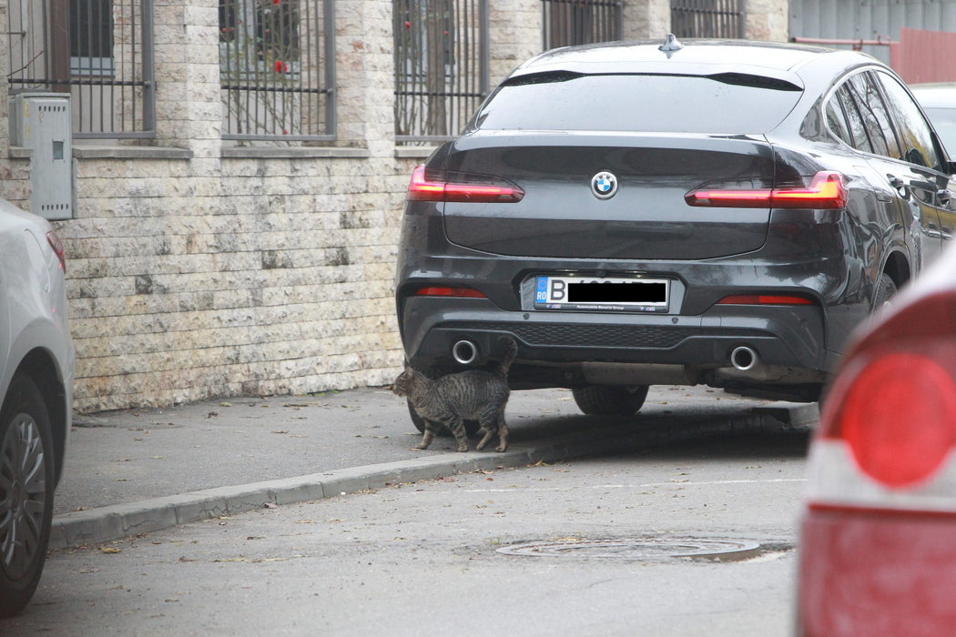Andreea Marin conduce un superb BMW