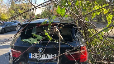 Vântul puternic a doborât un arbore din Capitală. Pomul a căzut fix pe o...