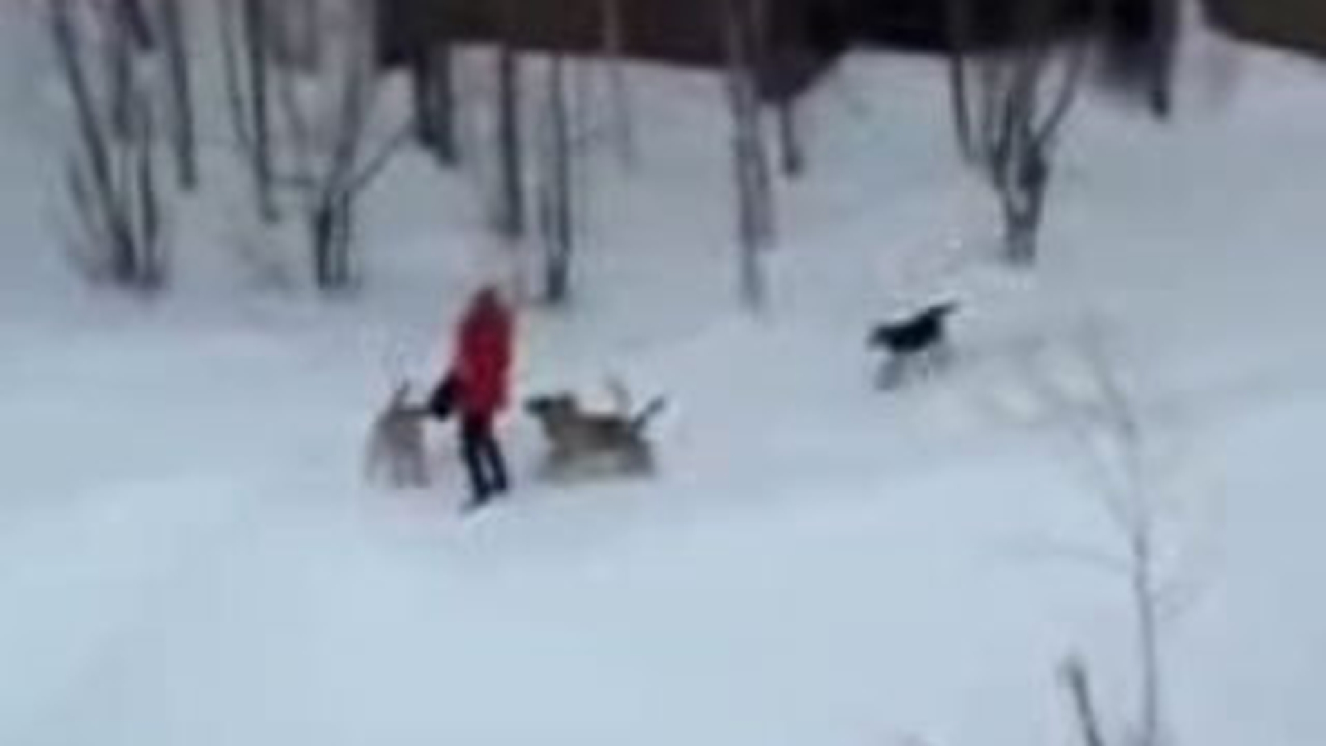 VIDEO O fata este atacata de o haita de caini... si nu traieste in Romania