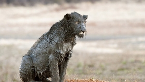 Ce leoiace jegarite!
