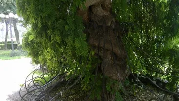Are 80 de ani şi a fost declarat ”monument naţional”. Povestea secretă a celui mai ciudat copac din România