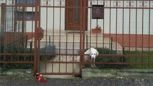 Drama nestiuta a lui Adrian Iovan! Ce s-a intamplat cu cainii lui toamna trecuta iti va rupe inima de tristete