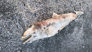 Descoperire înfiorătoare pe plaja din Mamaia! A fost găsit un delfin în stare de putrefacție, iar în apropiere de el era...