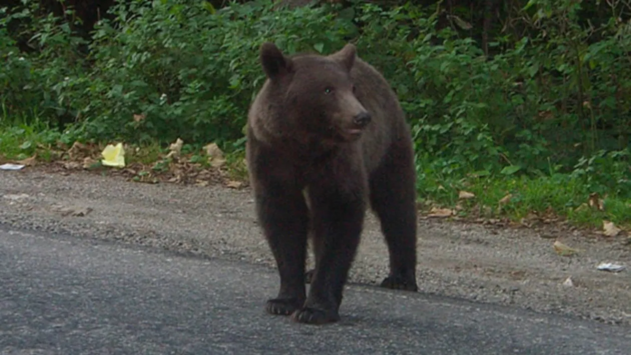 S-a luat la luptă cu ursul! Un bărbat din Argeş a fost atacat de animal după ce a încercat să-l omoare