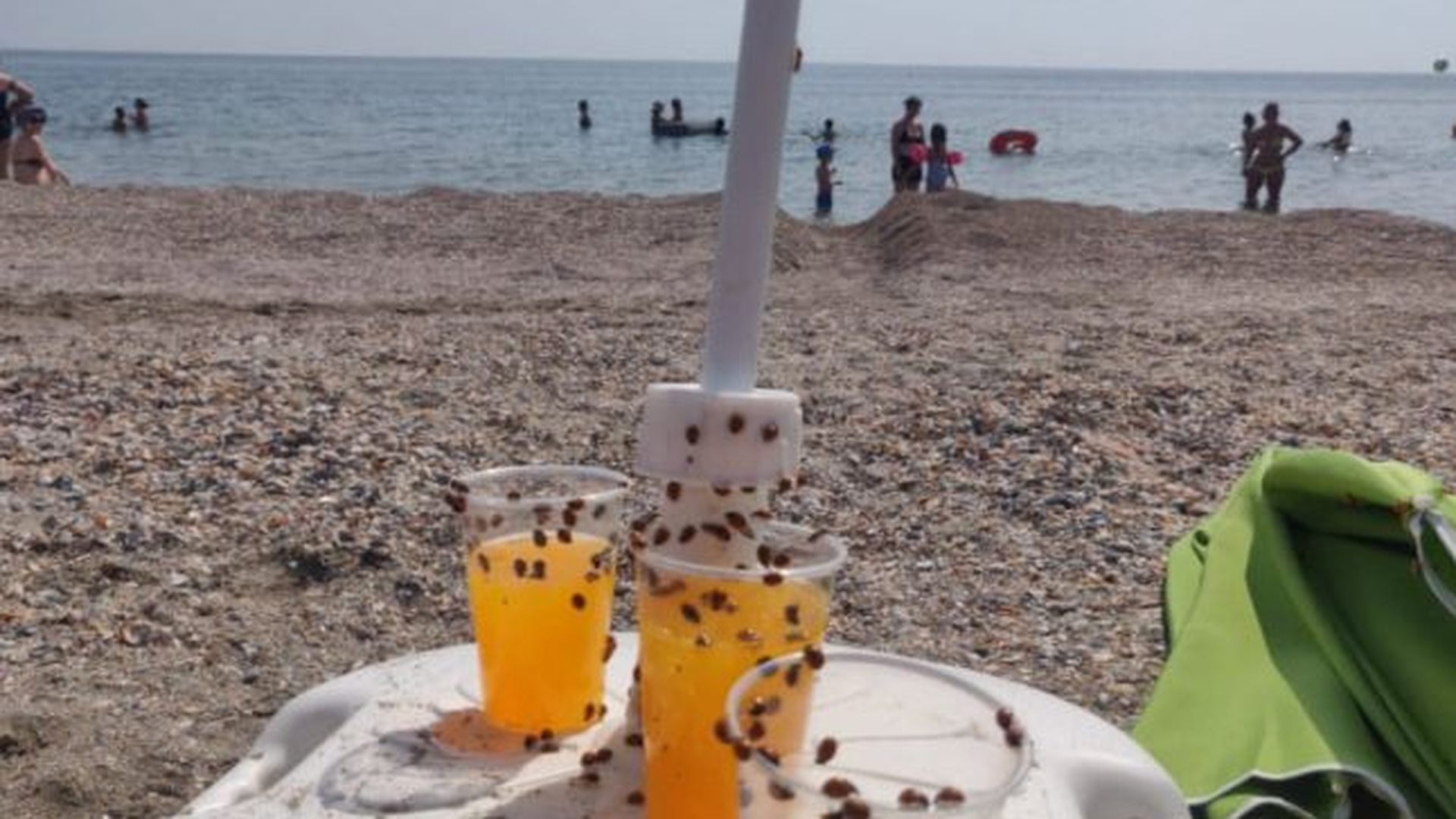 Litoralul românesc a fost luat cu asalt de buburuze. Insectele au invadat plajele