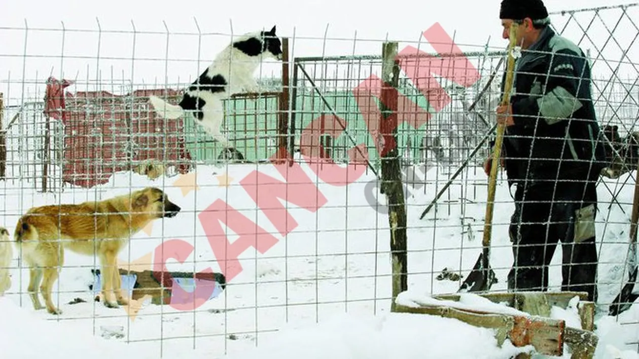 Au scos de sub nameti cainii de la Glina