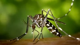 Un bărbat din Timișoara, în stare critică după ce a fost diagnosticat cu virusul West Nile
