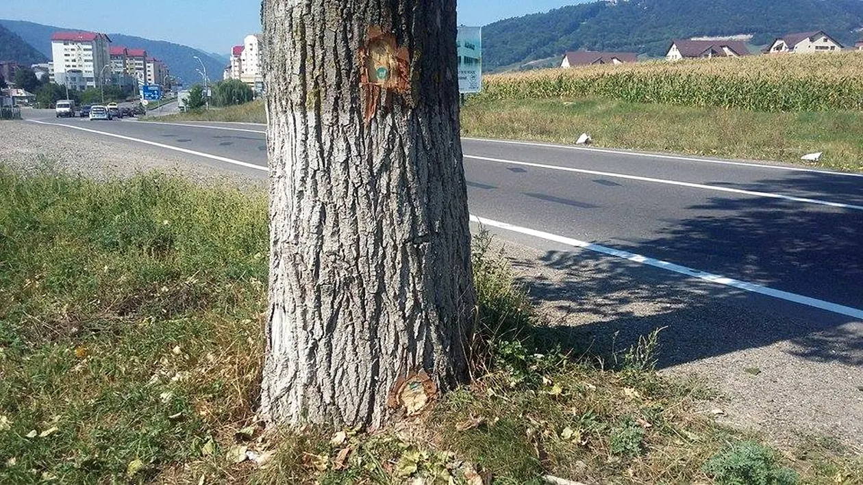 Protest inedit al șoferilor! Au scris BLESTEME pe copacii de pe marginea drumului