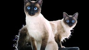 Ce fel de animal se potriveste casei si familiei tale