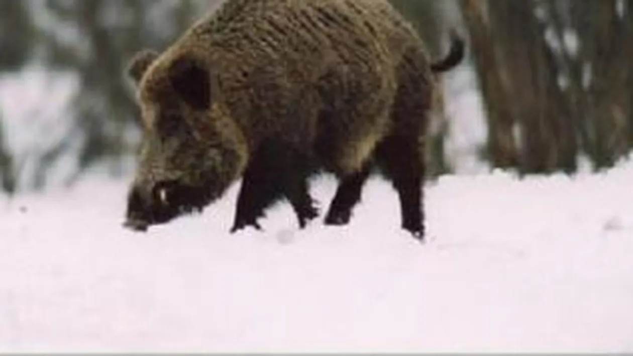 Doi barbati au fost atacati de mistret in timp ce isi deszapezeau curtea!