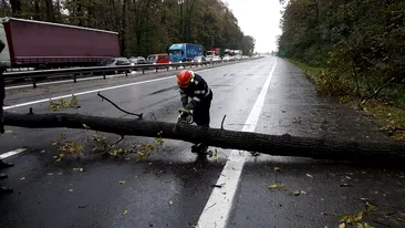 Trafic rutier și feroviar oprit în Arad din cauza unui copac care a căzut