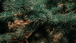 Cât costă un brad natural într-o piață din Arad, în 2022. Arborii sunt aduși din Danemarca și pot ajunge la o înălțime de peste 2,5 metri
