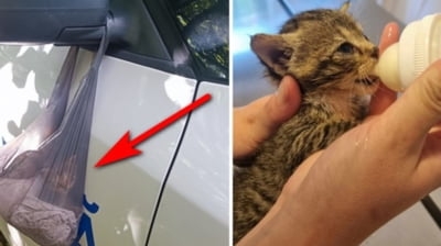 Un bărbat de 74 de ani din Galați fost amendat cu 3000 de lei după ce a abandonat un pisoiaș într-o pungă de plastic