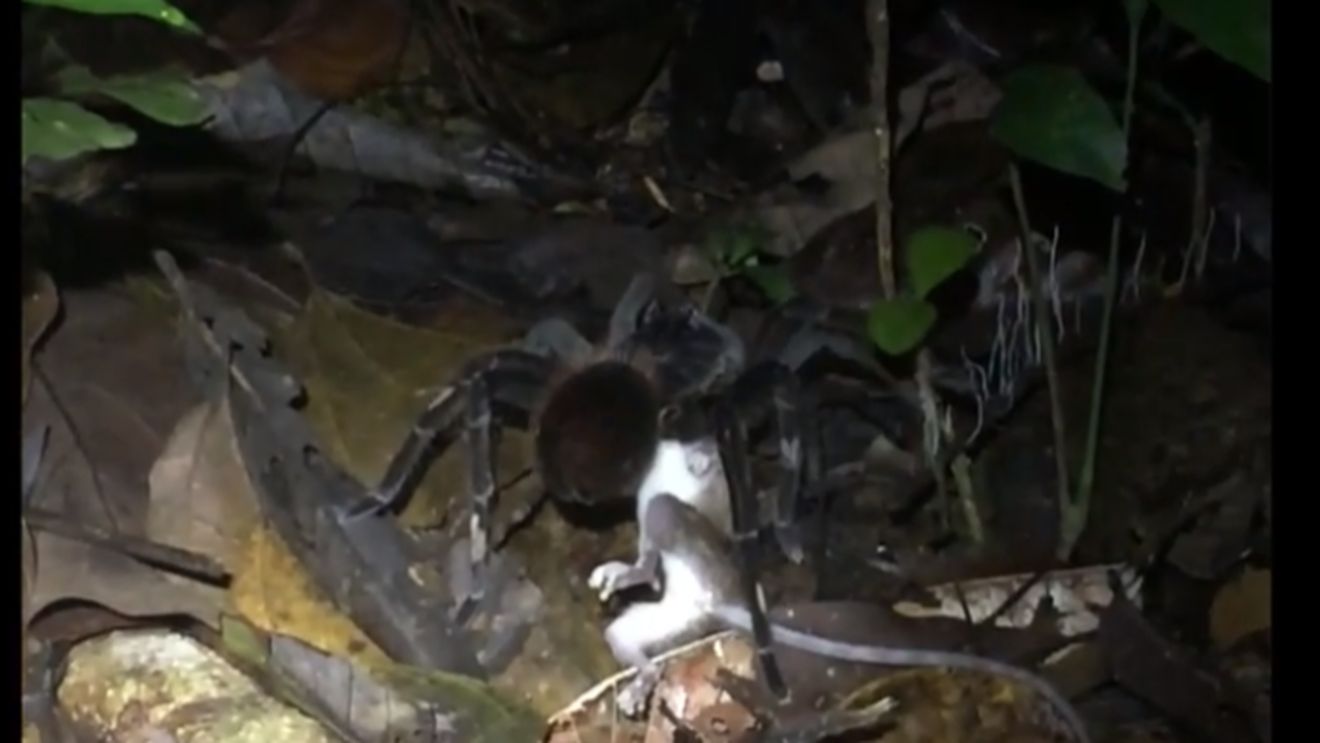 Ce au descoperit cercetătorii în pădurea tropicală amazoniană. Au rămas fără cuvinte când au văzut scena