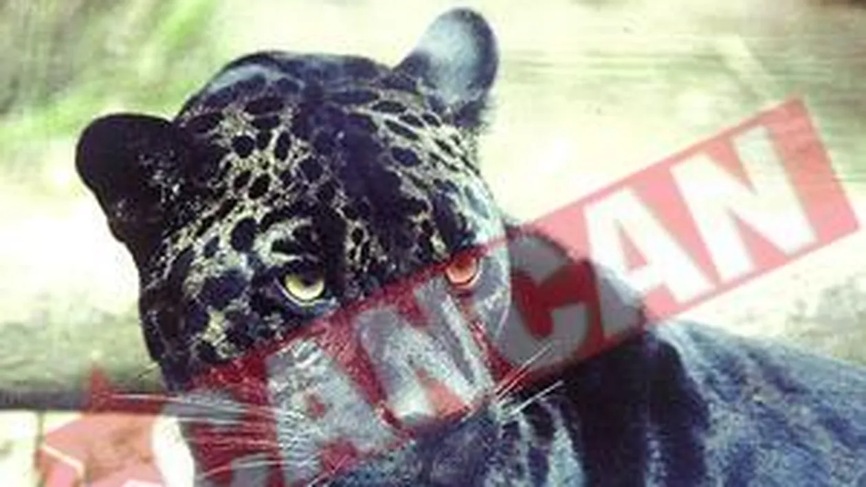 Au furat blana jaguarului Bety, mort la Zoo