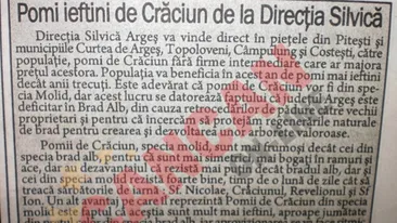 Bradul-molid castigator in batalia contra bradului alb